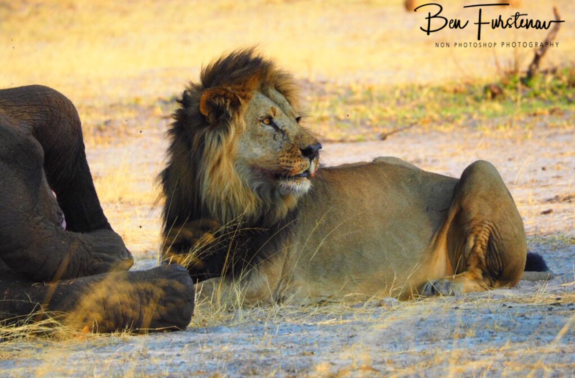 The king off the Kalahari Desert, Khaudum National Park, Namibia