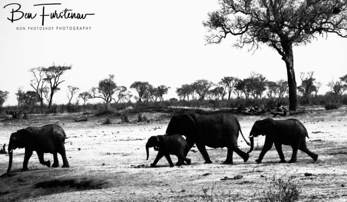 The next thirsty arrivals, Khaudum National Park, Namibia