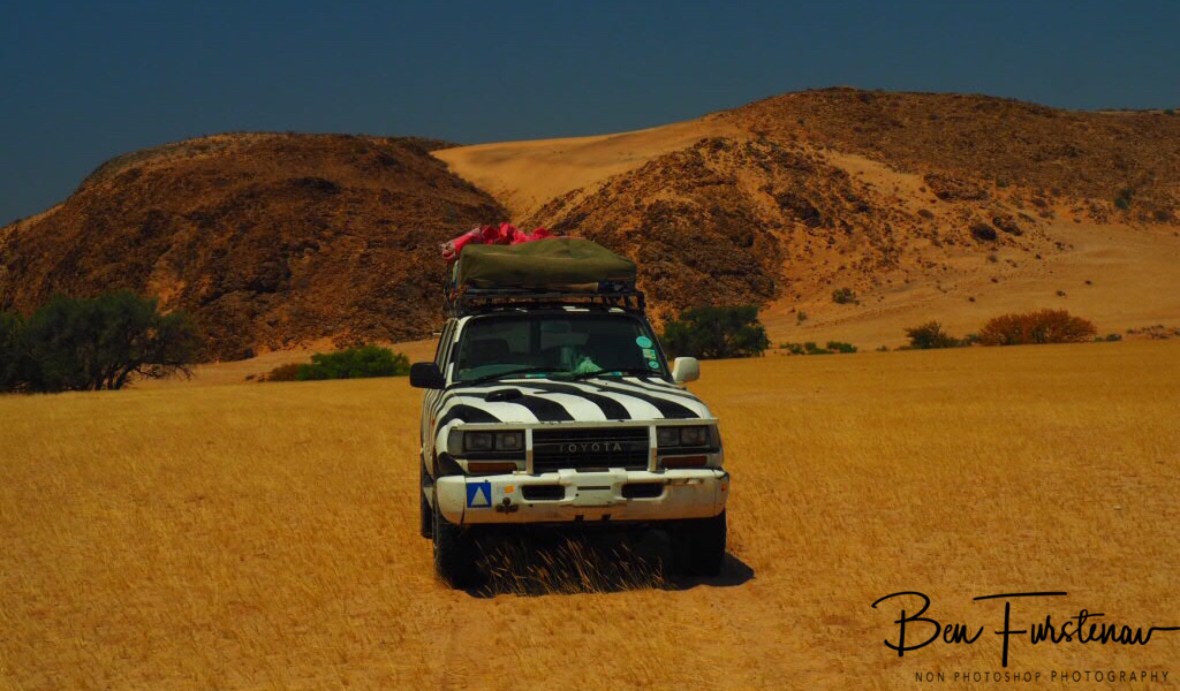 Zimba in front off slate rock dunes, Damaraland, Namibia
