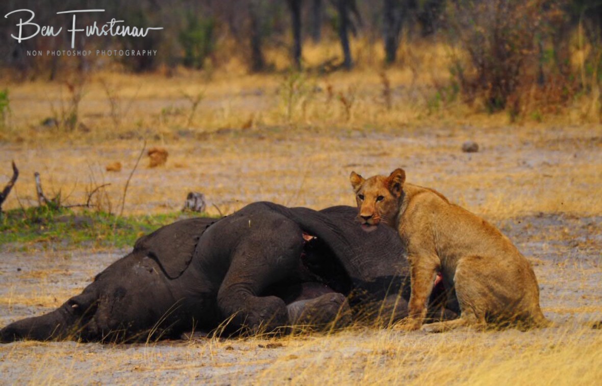 Hot and smelly, but hungry too, Khaudum National Park, Namibia
