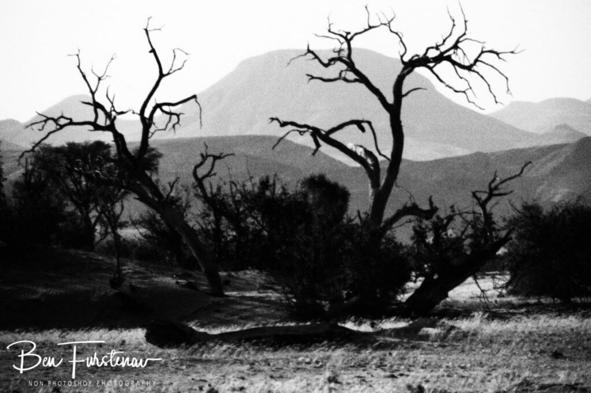 No sign of wildlife, Damaraland, Namibia