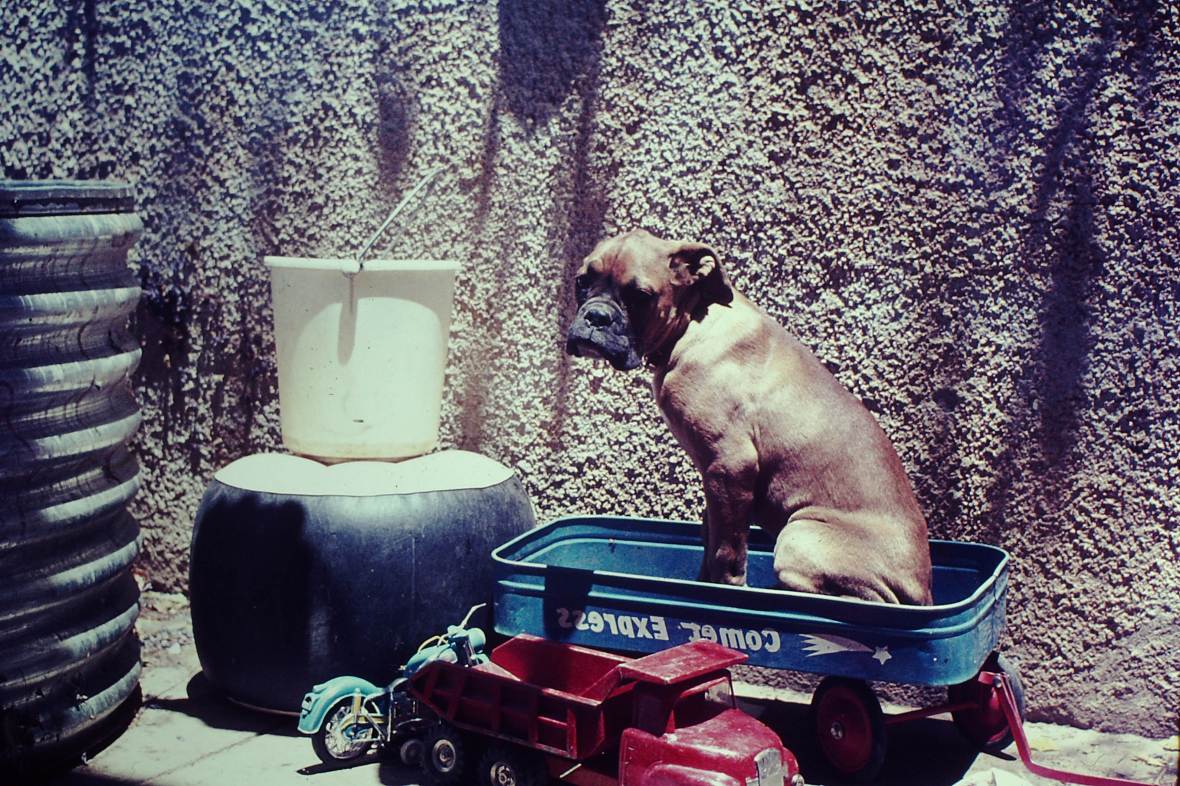 Boxer mother ‘Dingo’ waiting patiently for things to come, Windhoek, Namibia