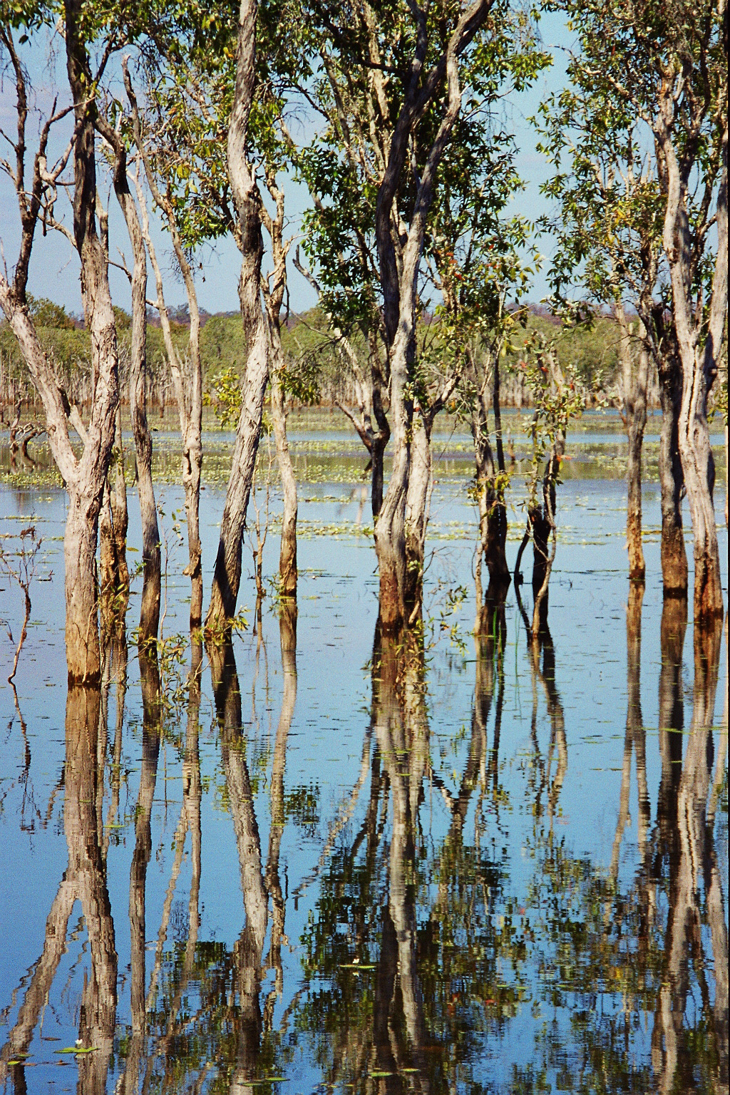 Seasonal floods in Arnheim Land, Kakadu National Park, Northern Territory, Australia 