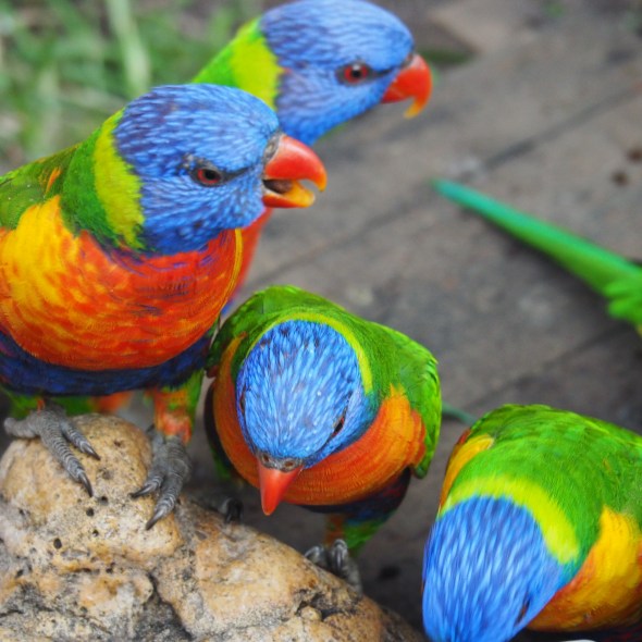 Lorikeet gathering in Melbourne, Victoria, Australia