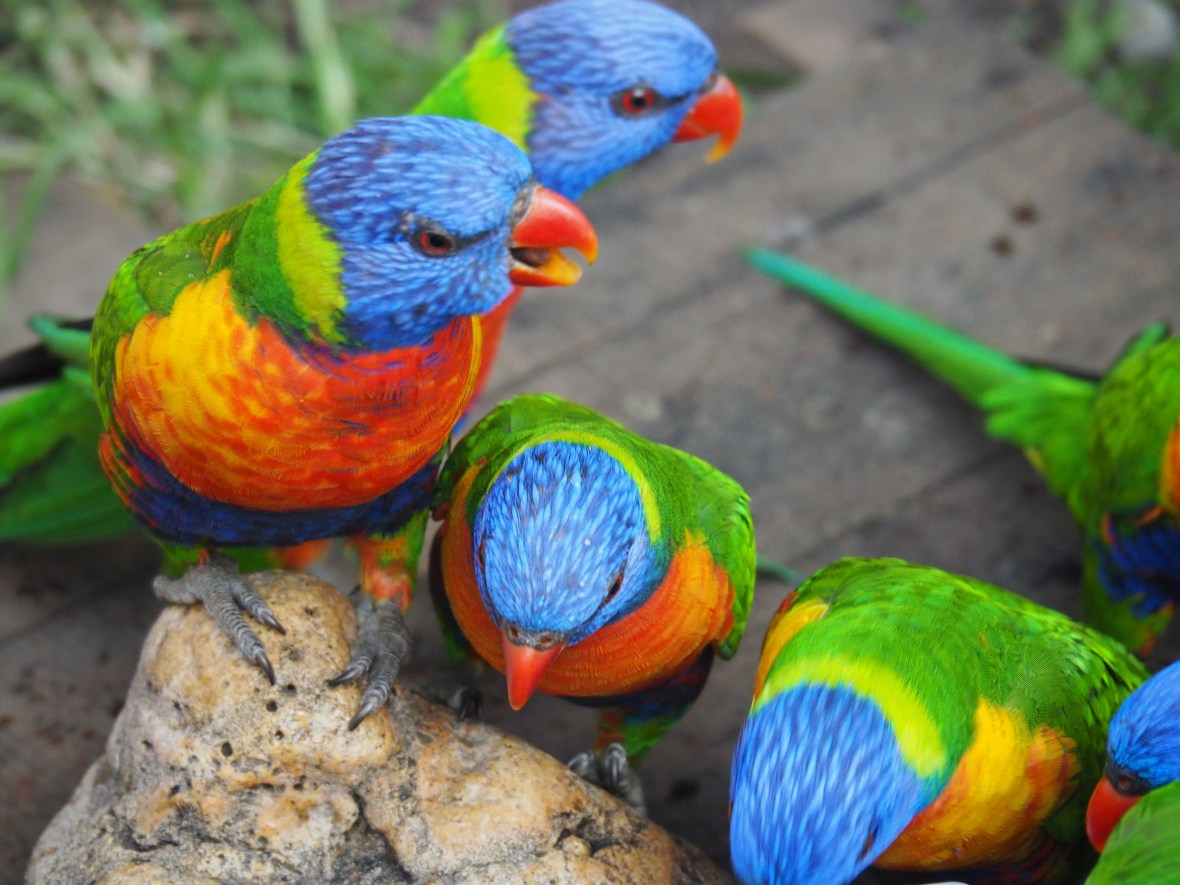 Lorikeet gathering in Melbourne, Victoria, Australia