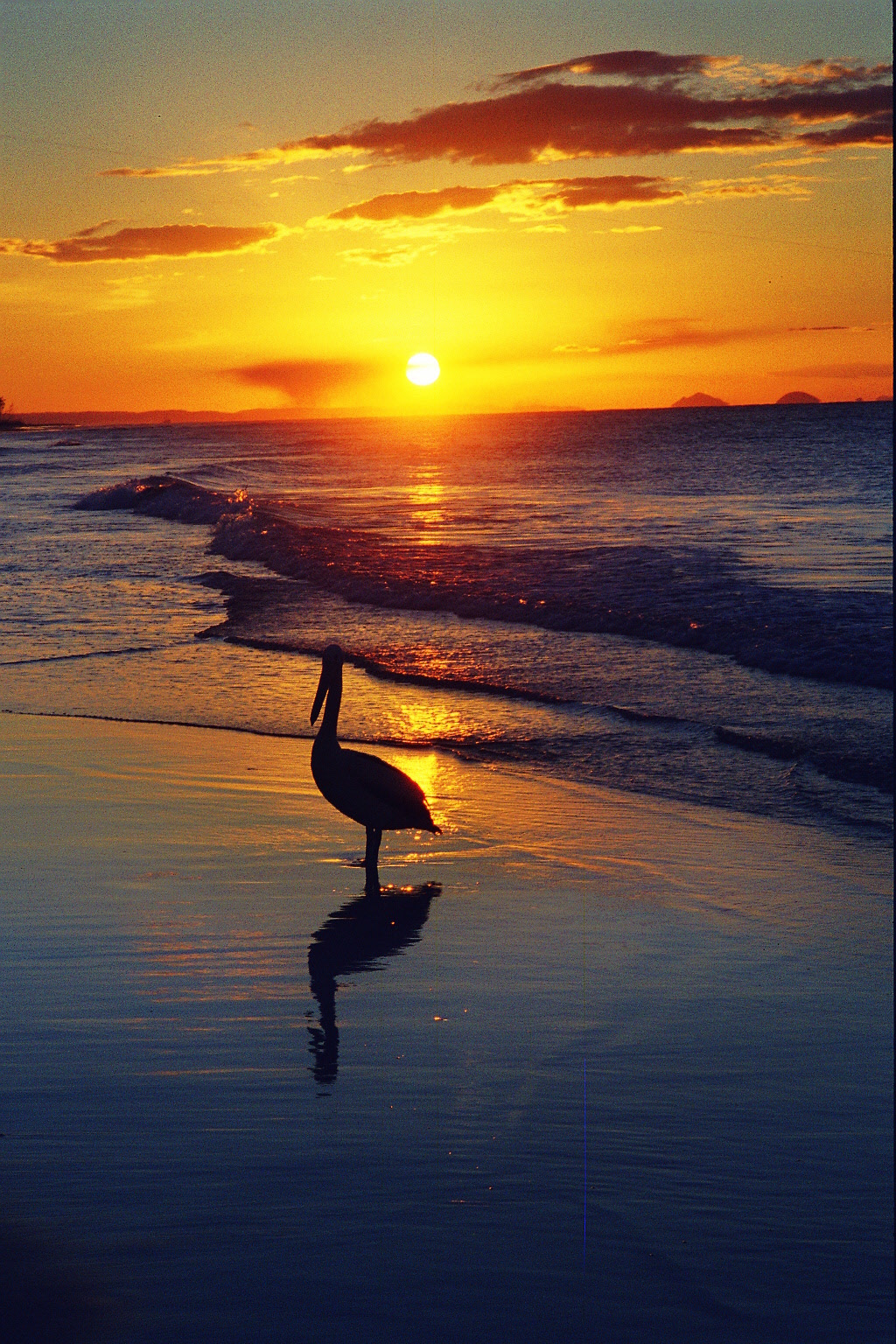 Pelican sunset on Moreton Island, Queensland, Australia