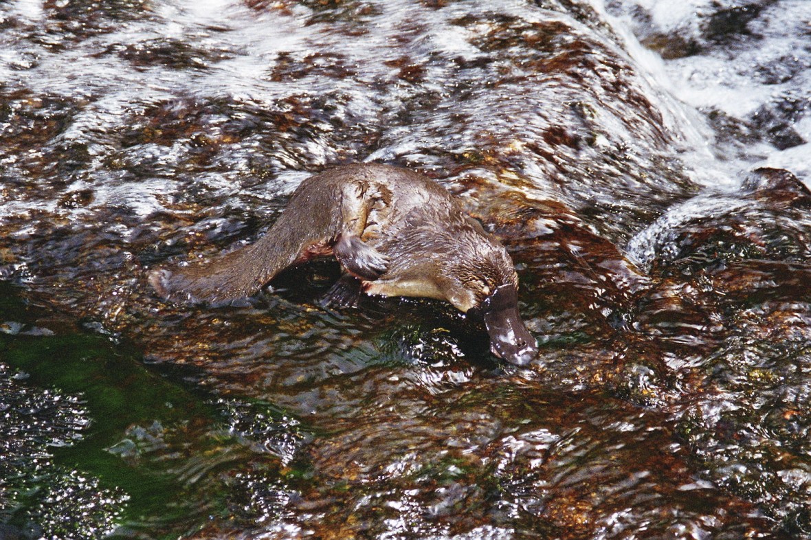 Platypus foraging in creeks, Tasmania, Australia 