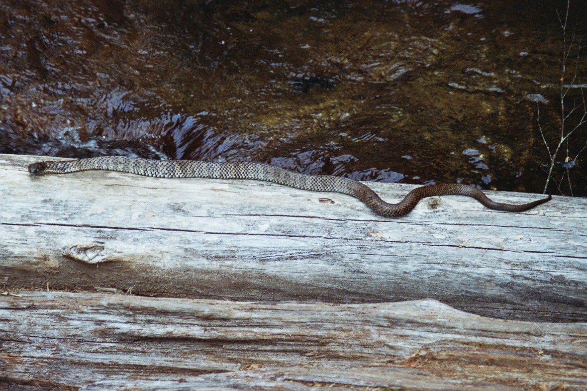 Tigersnake warming in the sun, Tasmania, Australia