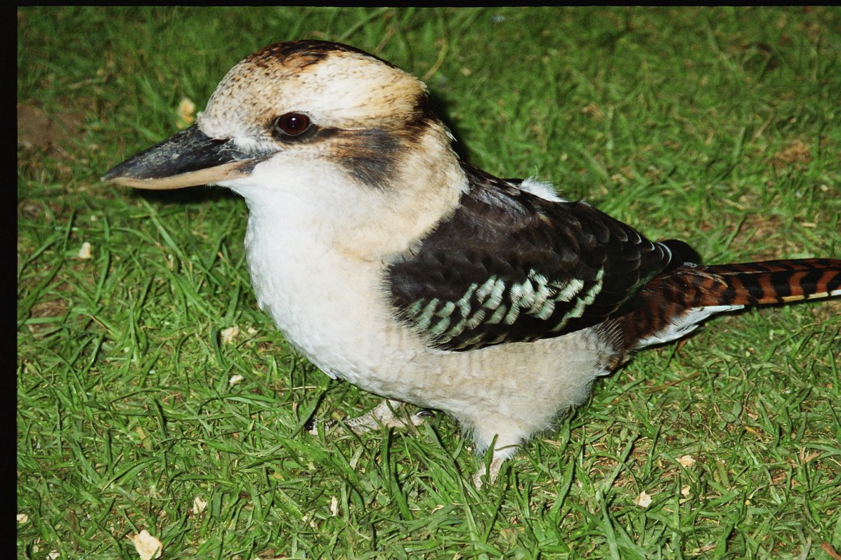 A kookaburra along the Great Ocean Road, Victoria, Australia