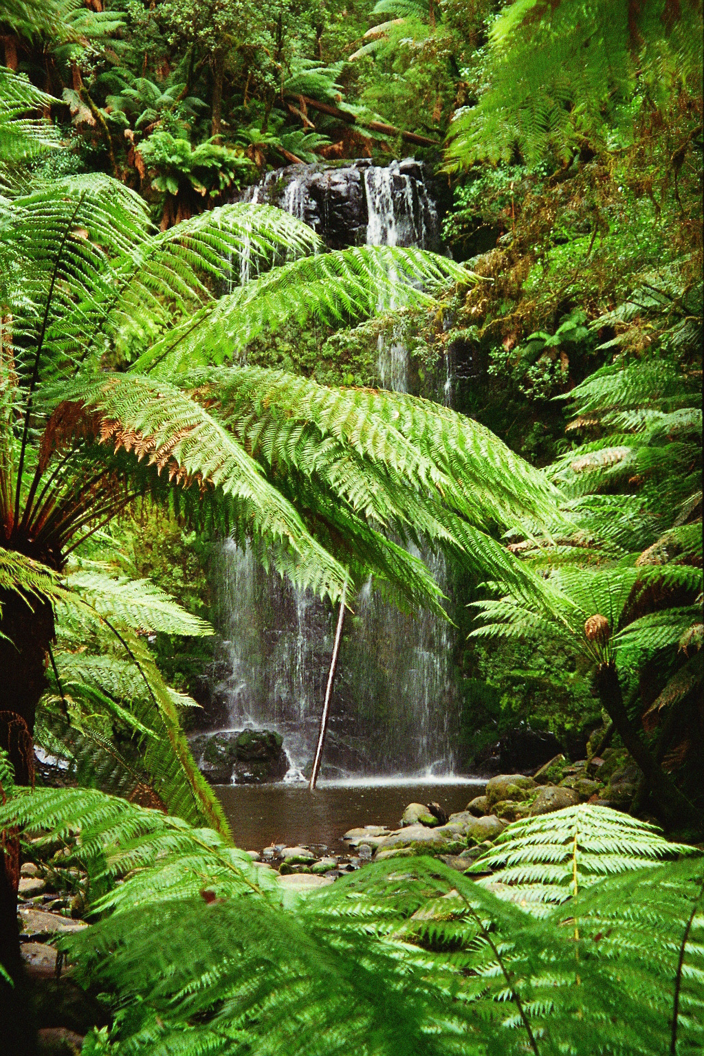 This lush National Park lies inland from the Great Ocean Road, Victoria, Australia