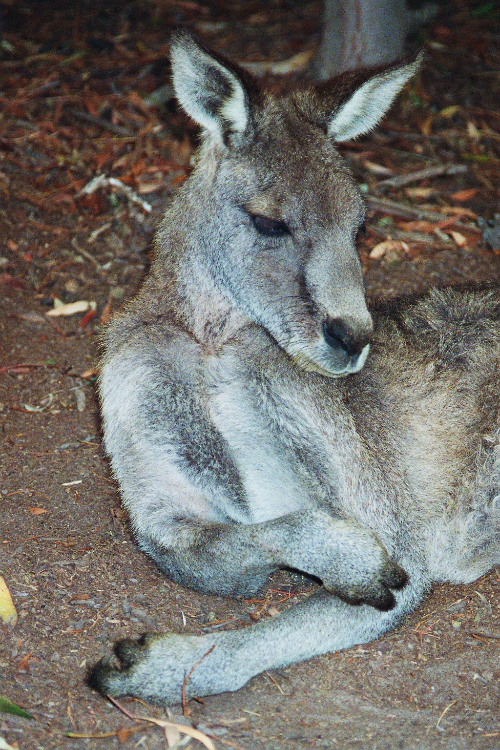 Skippy is having a rest, Victoria, Australia
