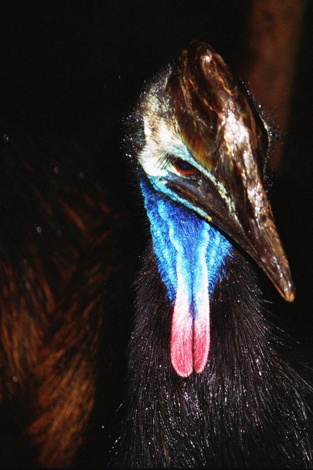 Cossawary in enclosure on Phillip Island, Victoria, Australia