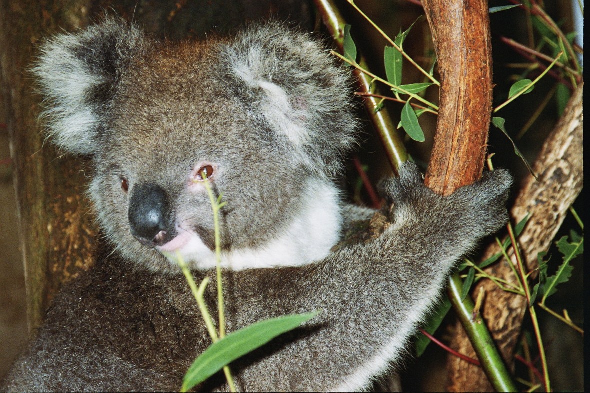 One of many koalas on Kangaroo Island, South Australia, Australia 