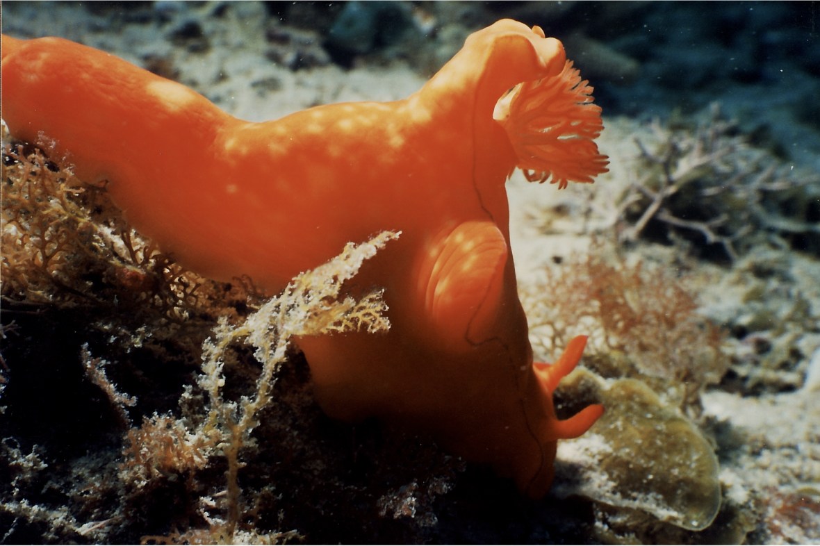 Underwater photography in the Ningaloo Reef, Coarl Bay, Western Australia, Australia
