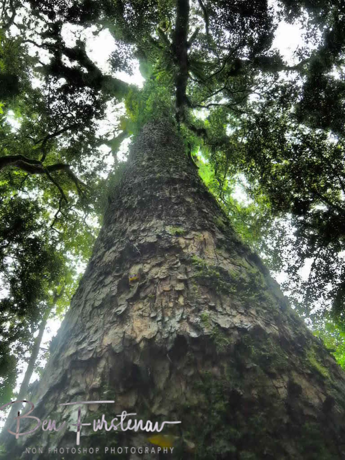 Tall timber host a variety of accommodation, Washpool National Park, NSW, Australia