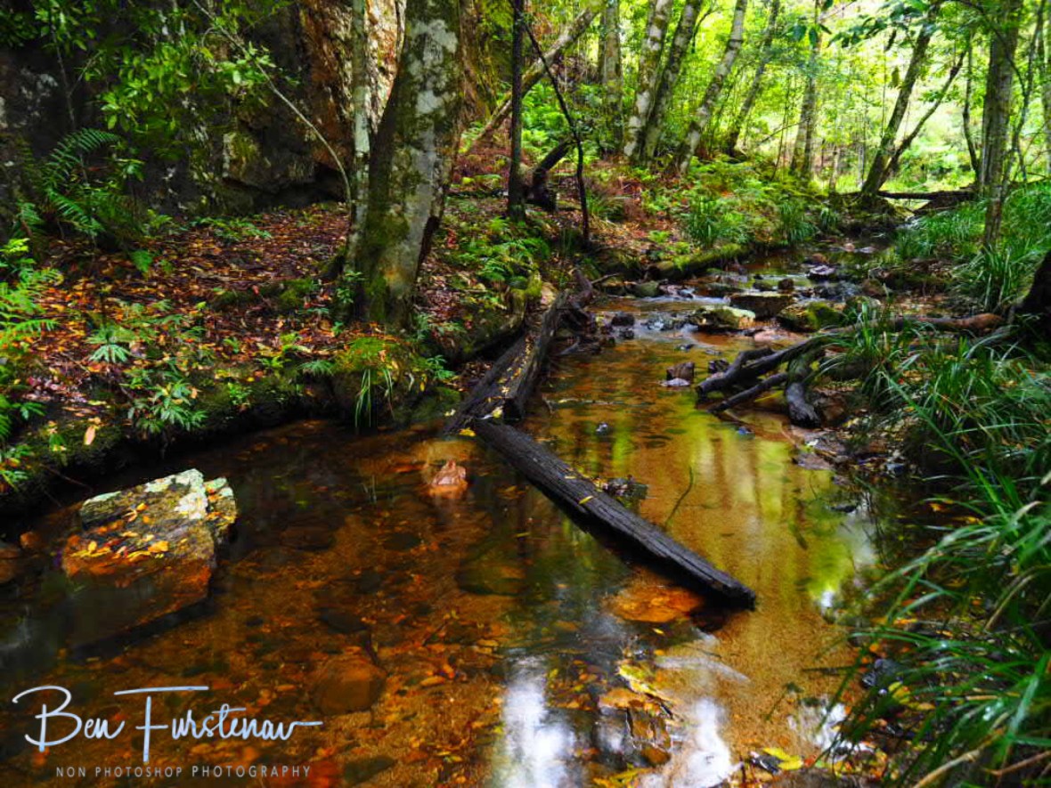 Colourful reflections, Washpool National Park, NSW, Australia 