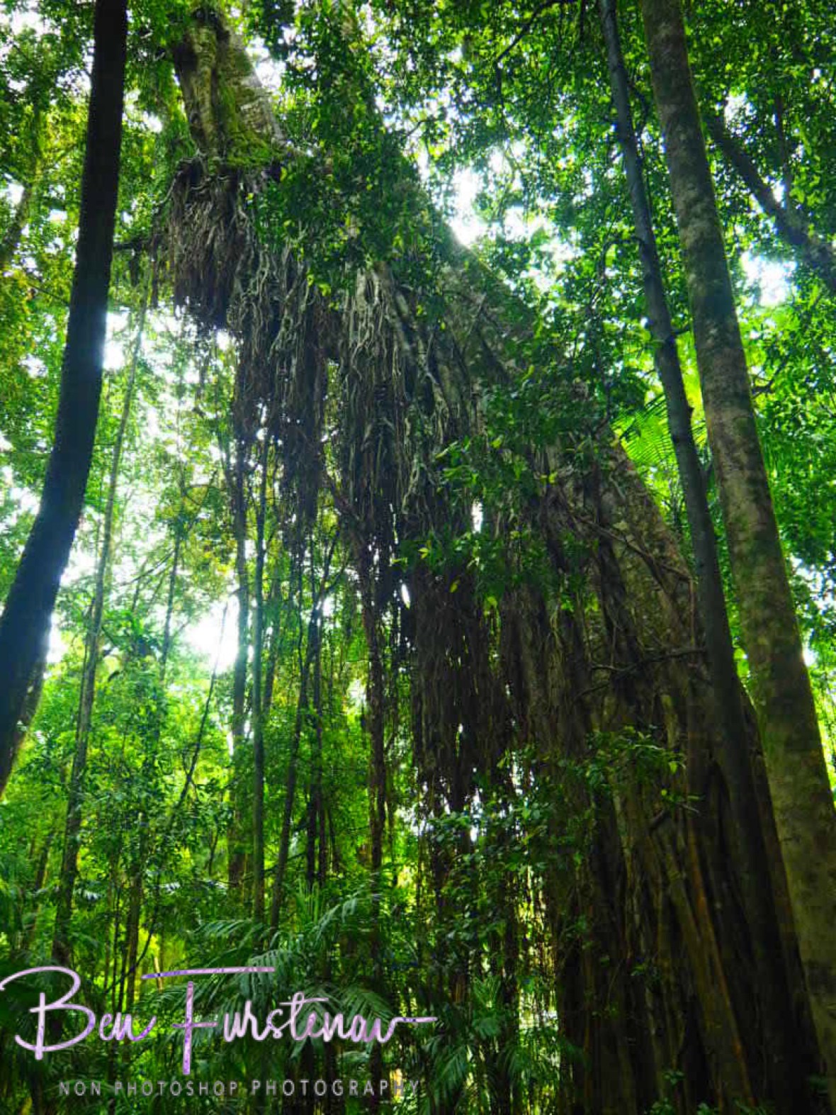 Strangler fig tentacle, Washpool National Park, NSW, Australia