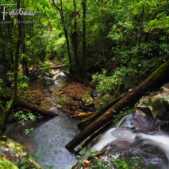 Summit Falls cascading down, Washpool National Park, NSW, Australia