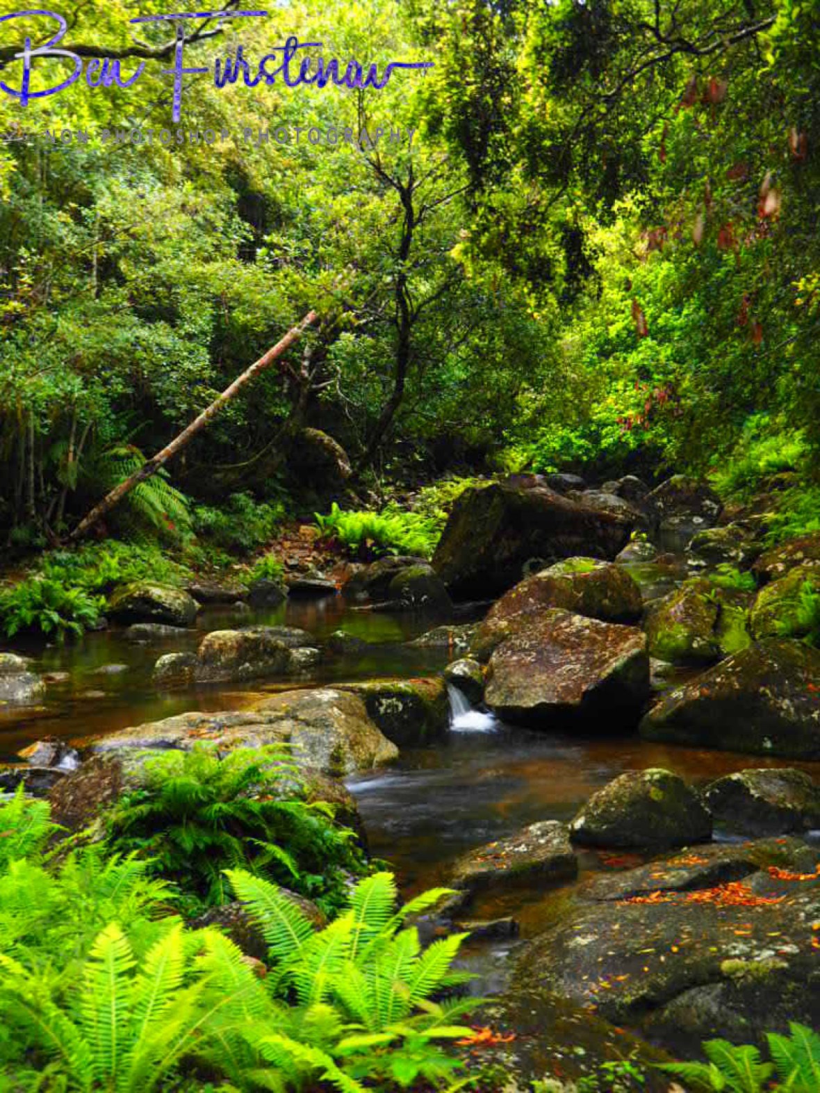 Washpool Creek gently meandering along, Washpool National Park, NSW, Australia