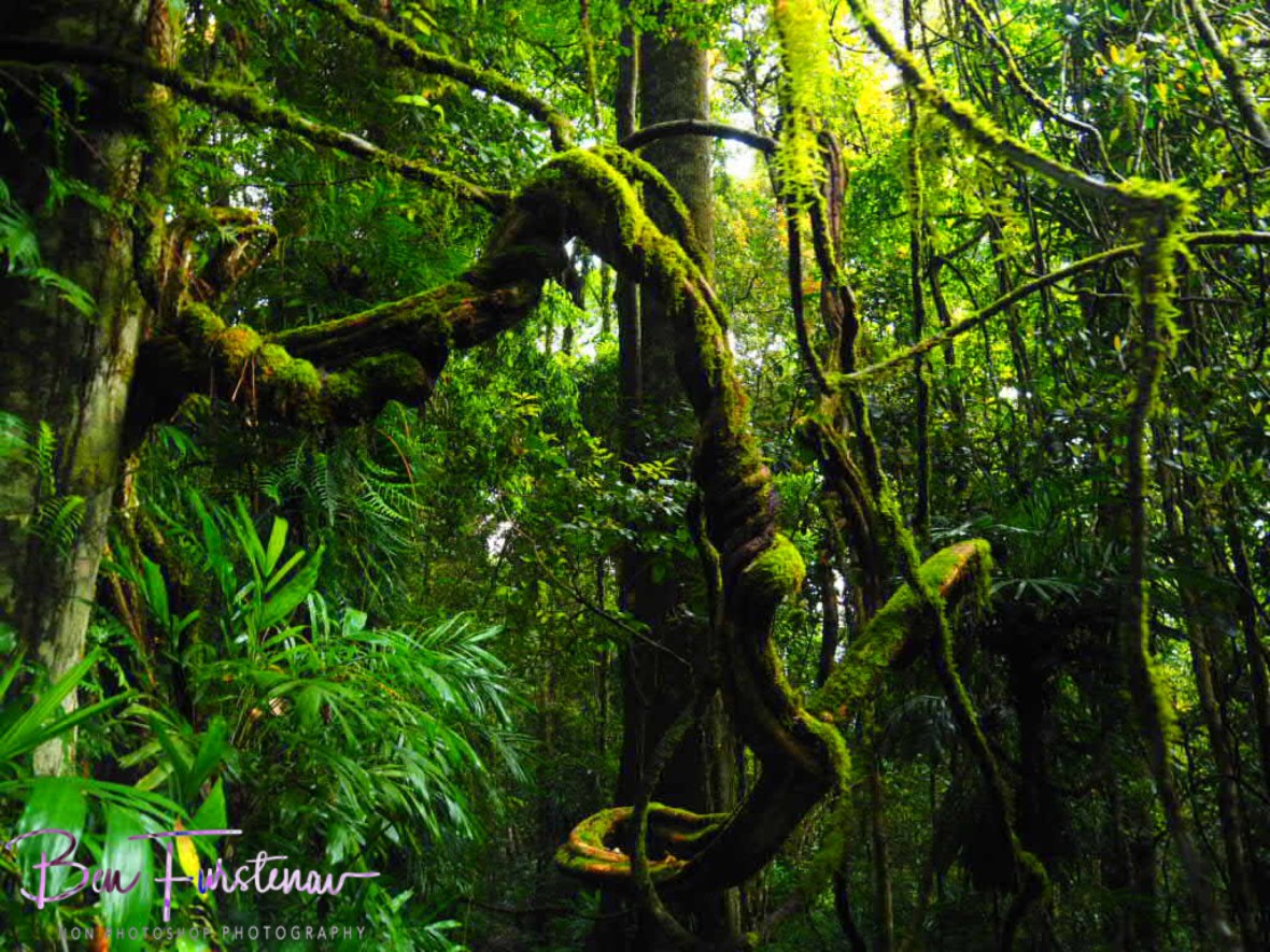 Mossy labyrinth, Washpool National Park, NSW, Australia