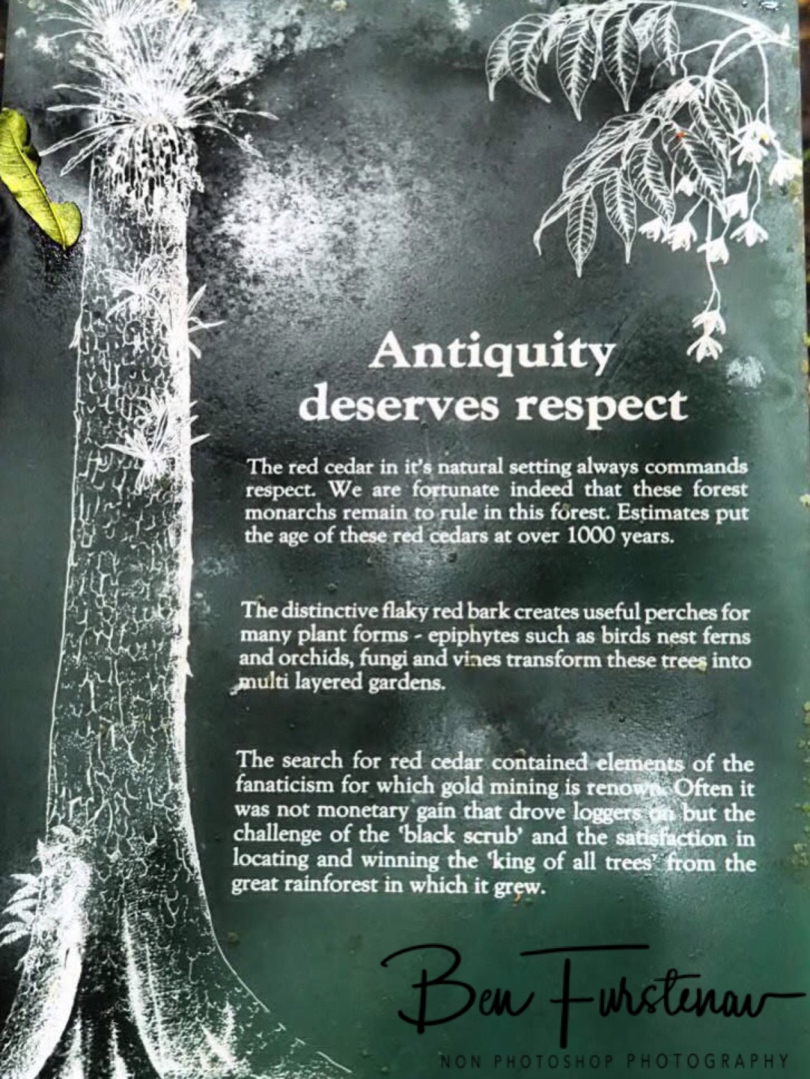 The tree of life, Washpool National Park, NSW, Australia 