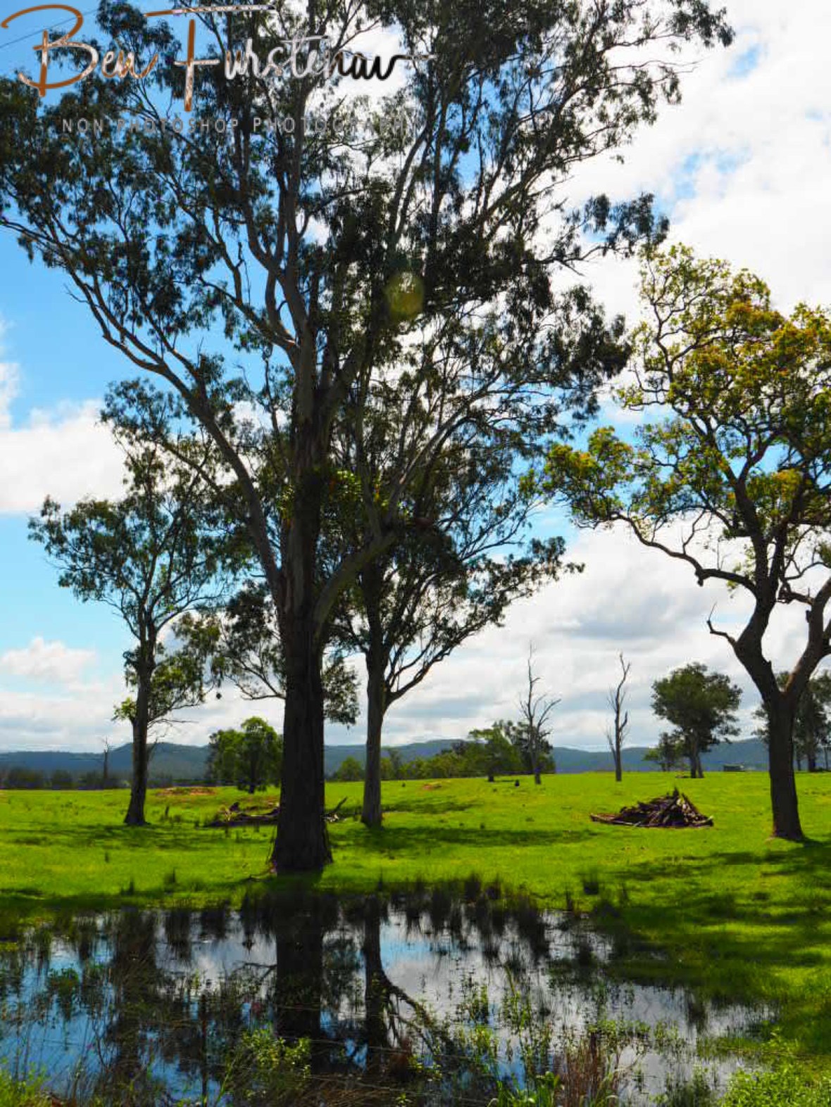Fresh grazing pastures inland from Grafton, NSW, Australia 