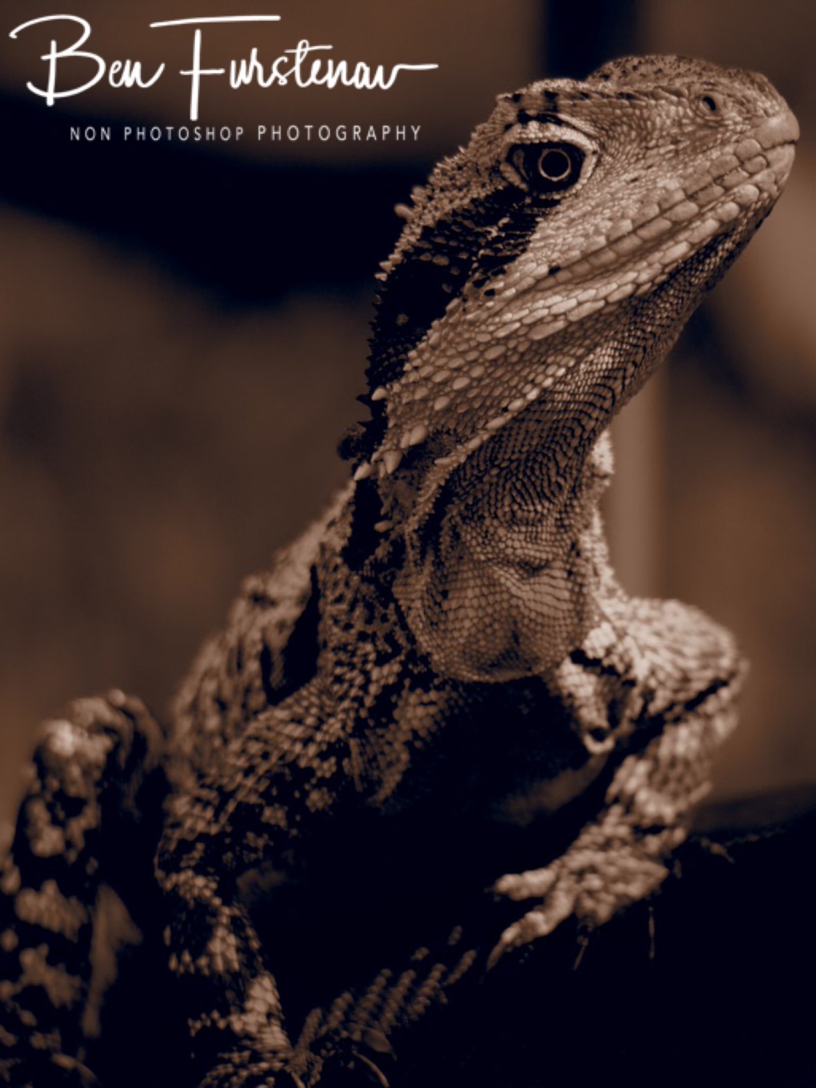 Inquisitive water dragon, Gibraltar Range National Park, NSW, Australia