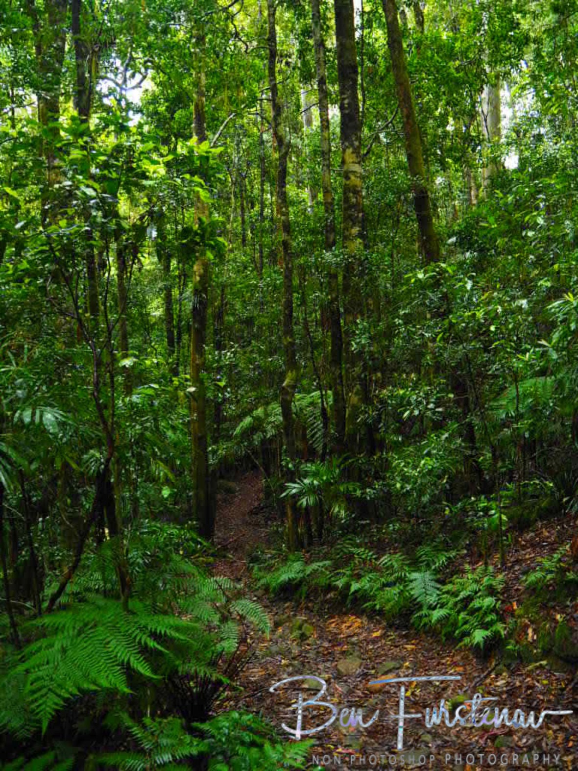 Washpool Creek hiking trail, Washpool National Park, NSW, Australia 