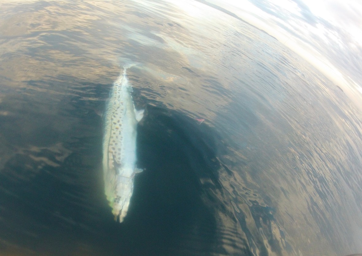 A sliver arrow in glass clear waters of Diggers Beach, New South Wales, Australia 