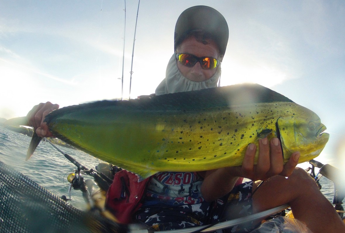 Golden colours of a female Mahi-mahi of Scott’s Head, New South Wales, Australia