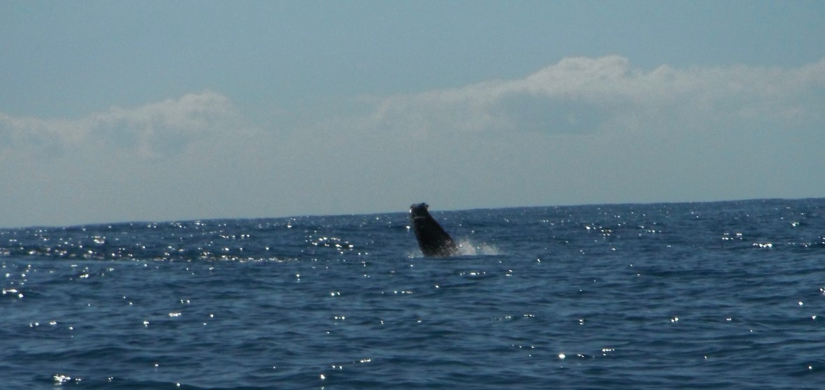 Humpback whales splashing around Coffs Harbour coastline, New South Wales, Australia 