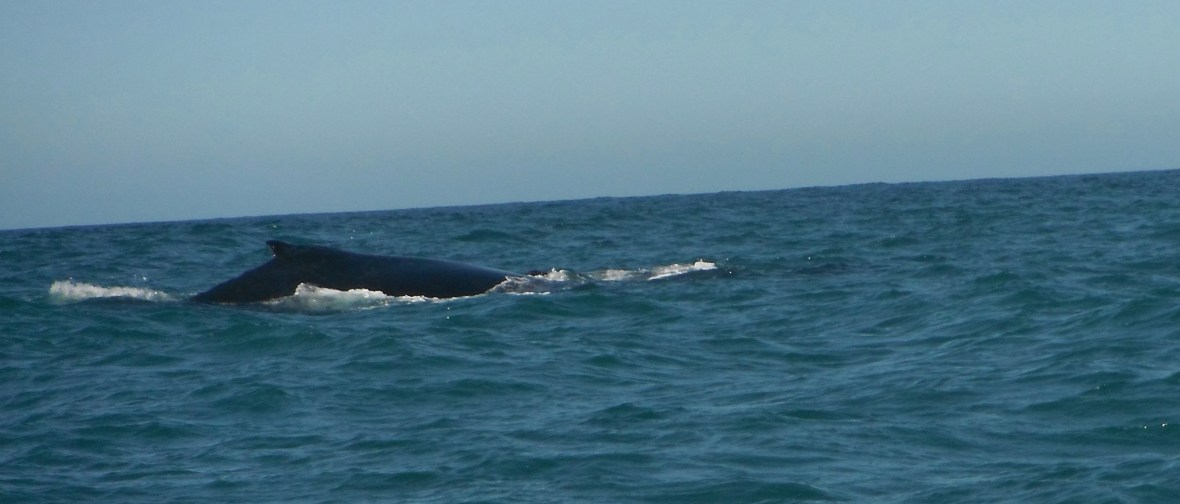 Humpback whales migration along New South Wales Coast, Australia 