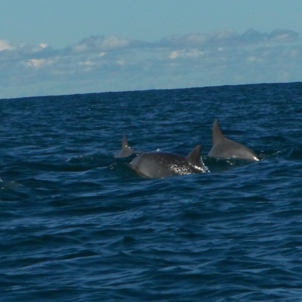 A pod of dolphins gather for a feast, Crowdy Head, New South Wales, Australia