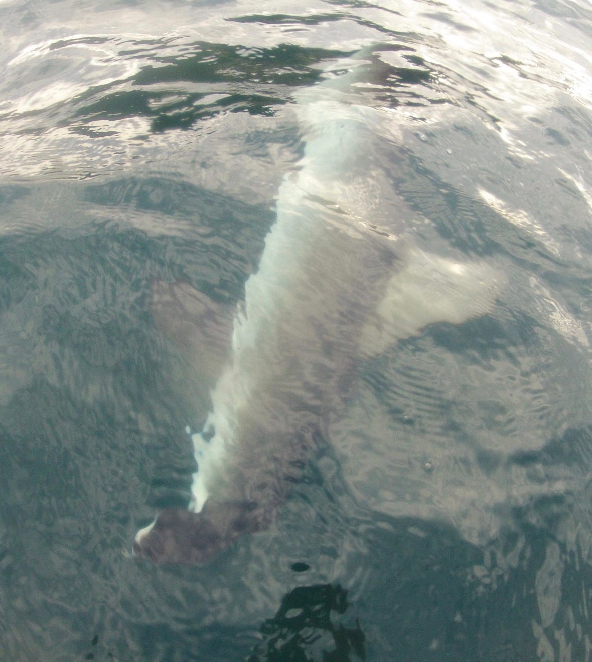 Hammerhead shark on the line at Nelson Bay, New South Wales, Australia