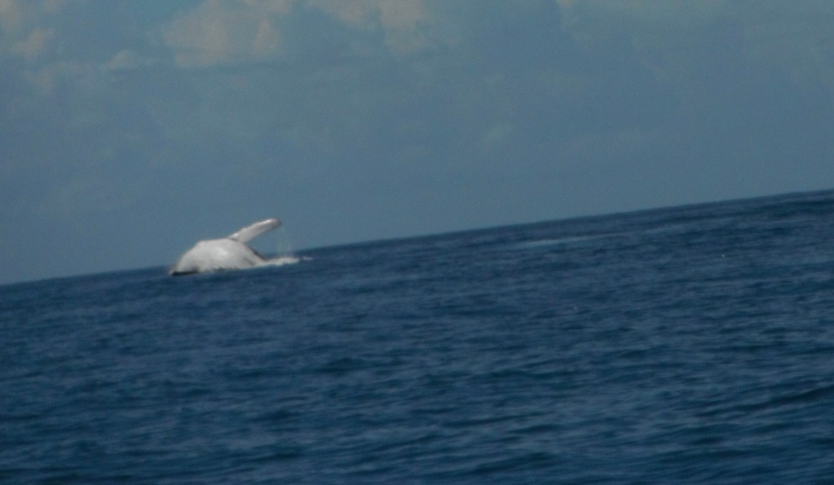 Humpback whales at breaching point, Coffs Harbour, New South Wales, Australia