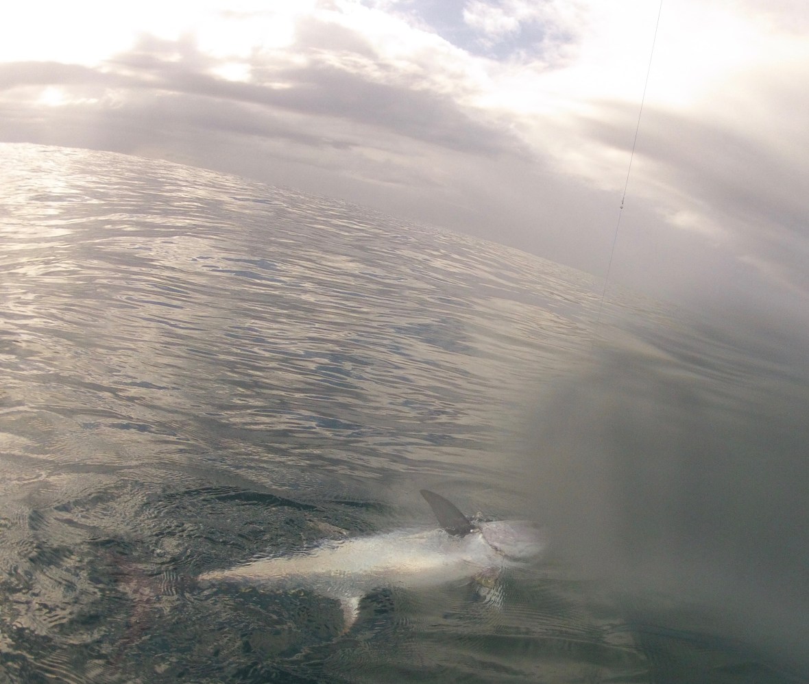 Longtail Tuna hooked, Diggers Beach, New South Wales, Australia