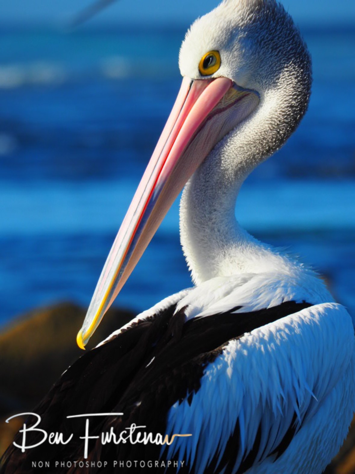 Cheeky smile, Woody Head, New South Wales, Australia