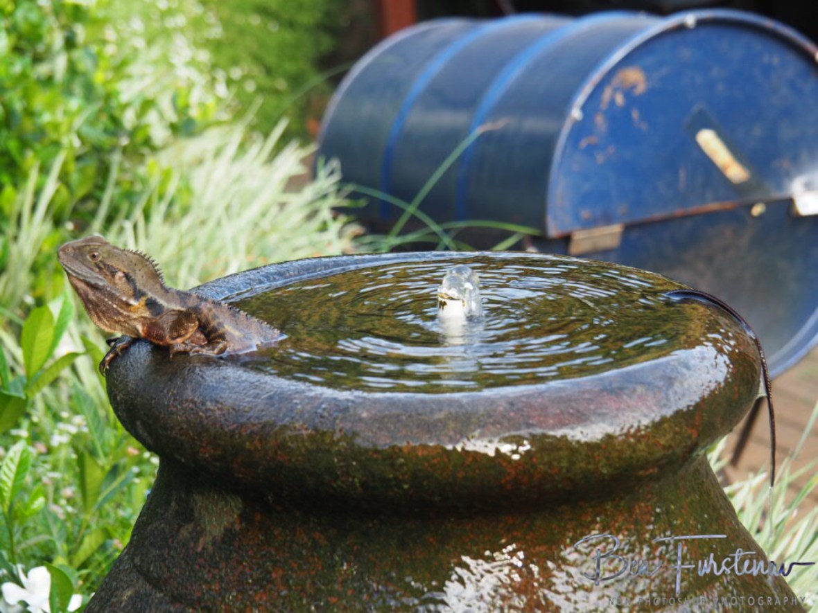 A water dragon in a spa bath at Harvest Cafe, Newrybar, New South Wales, Australia