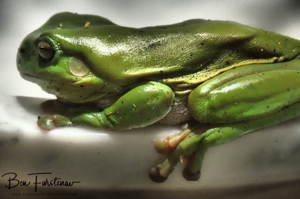 Another chilled customer at Harvest Cafe, Newrybar, New South Wales, Australia