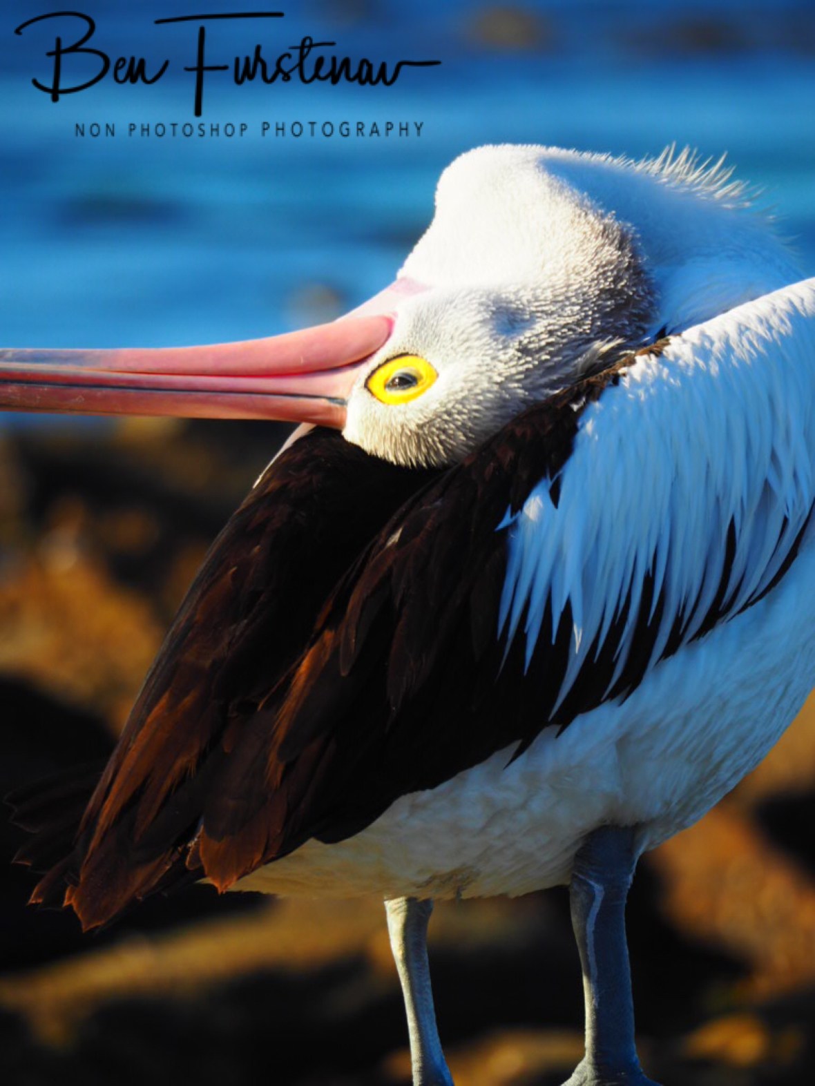 Activating preen glands, Woody Head, New South Wales, Australia
