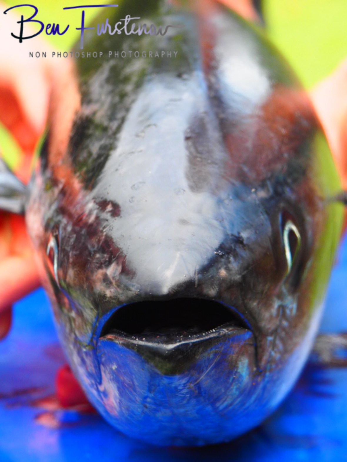Tuna closeup, Diggers Beach, New South Wales, Australia