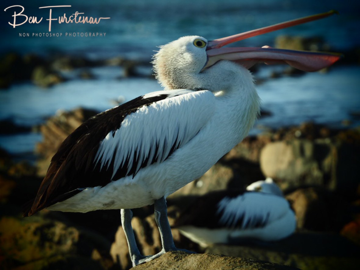 Almost done, Woody Head, New South Wales, Australia