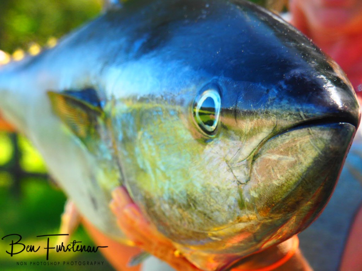 A silver blue Longtail Tuna, which reflects surrounding landscape, Diggers Beach, New South Wales, Australia