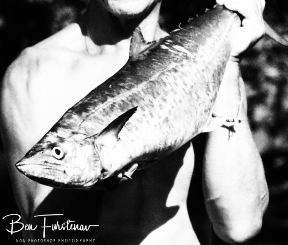 Spotted Mackerel in black and white at Diggers Beach, New South Wales, Australia
