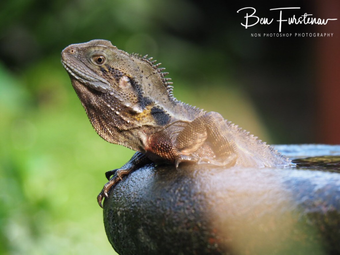 Wary water dragon, Newrybar, New South Wales, Australia