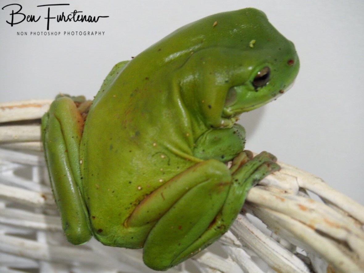 A happy green tree frog made his home at Harvest Cafe, Newrybar, New South Wales, Australia