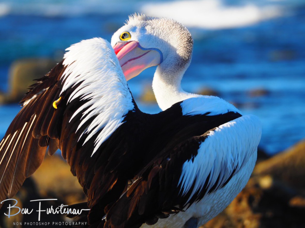 Combing through feathers, Woody Head, New South Wales, Australia
