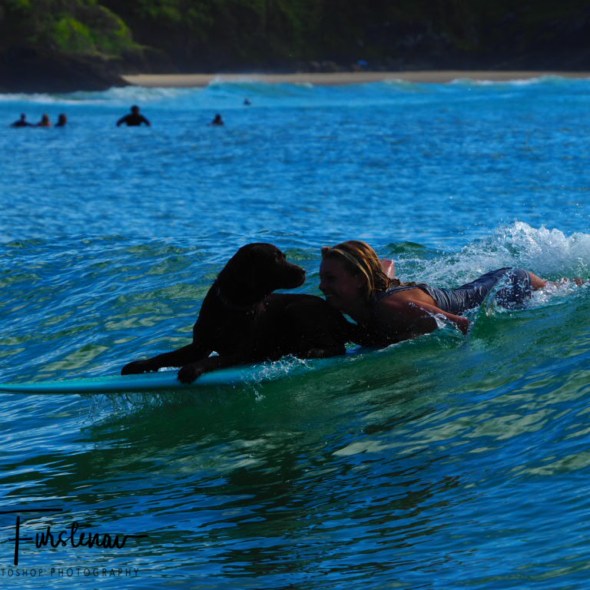 Ruby keeping an eye on precedings at Diggers Beach, New South Wales, Australia