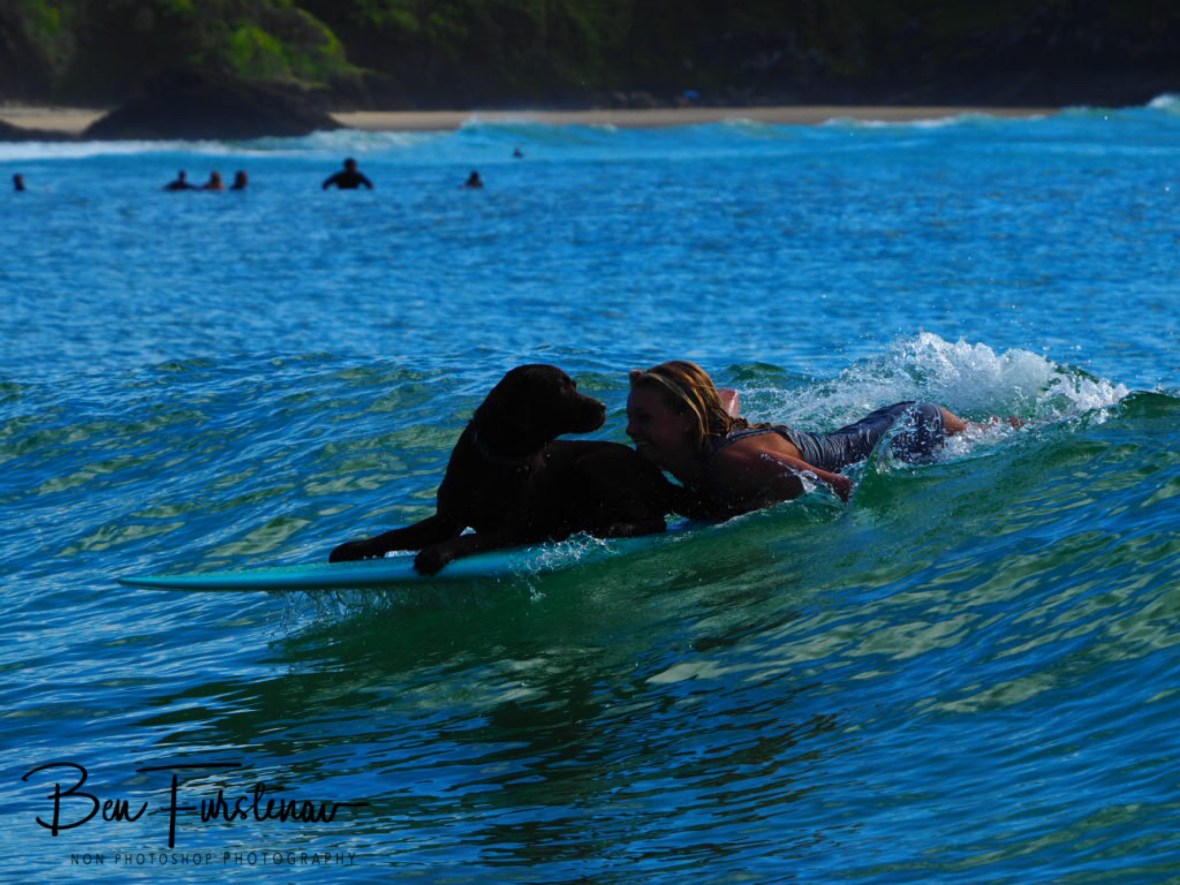 Ruby keeping an eye on precedings at Diggers Beach, New South Wales, Australia