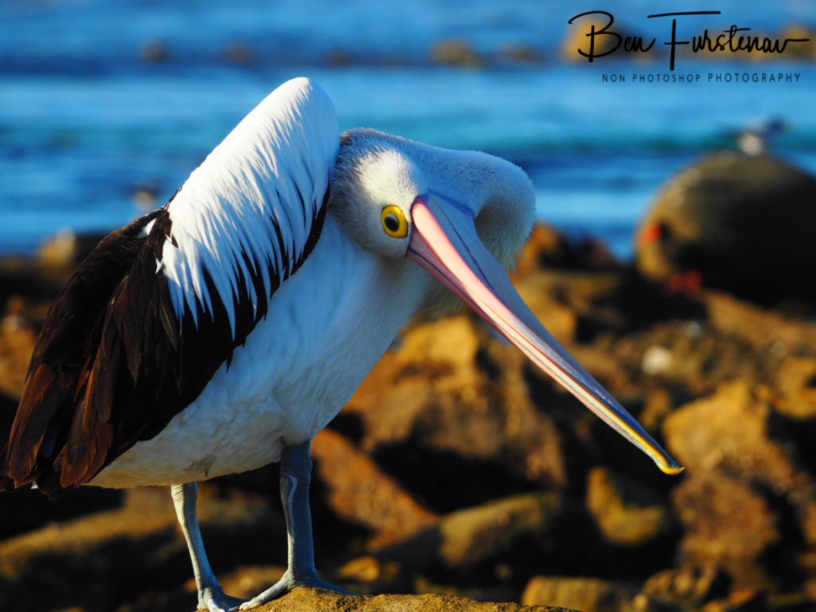 Where are those preen glands? Woody Head, New South Wales, Australia 